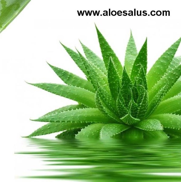 Aloe Salus